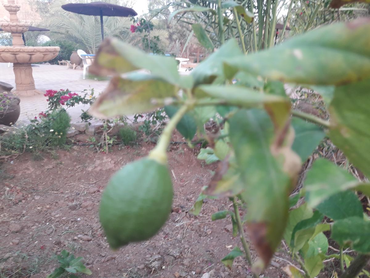 D'Hote Jnane-Dar Diafa Tamgrout Luaran gambar